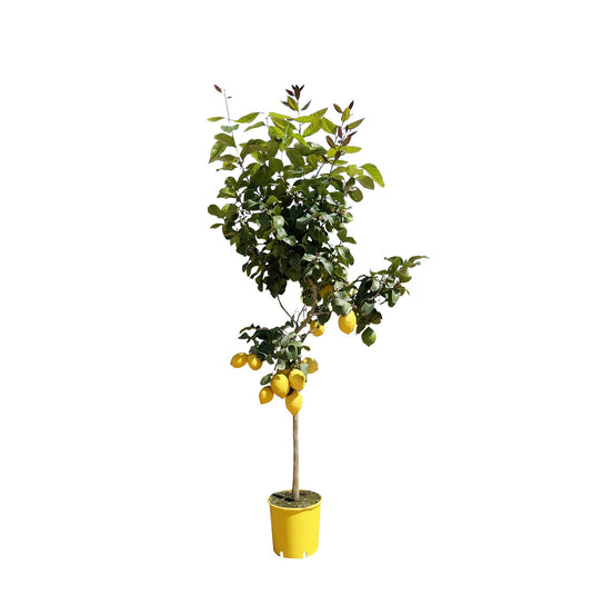 Zitronenbaum – 150 cm – Ø24