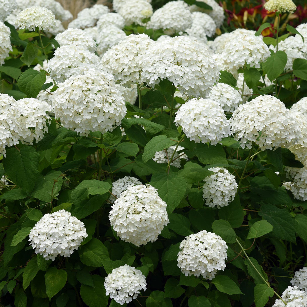 Rispenhortensie, Hydrangea arborescens Annabelle, Blüte Weiß, 3 Pflanzen, 1 m2, Laubabwerfend, Große Blüten, Topf 17 cm 50 cm