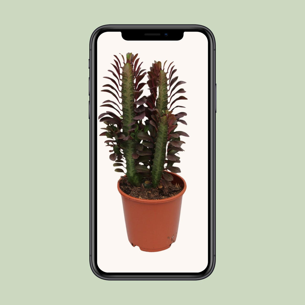 Euphorbia Trigona Rubra, Ø12 cm, 40 cm