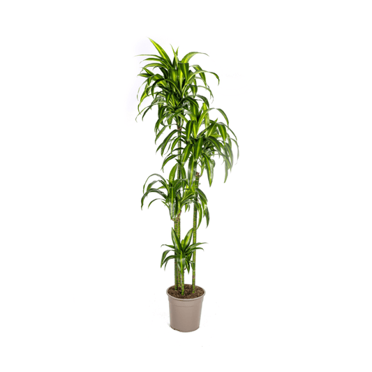 Dracaena Deremensis Hawaiian Sunshine Ø27cm - ↕170 - 190cm - Botanic-Vibes