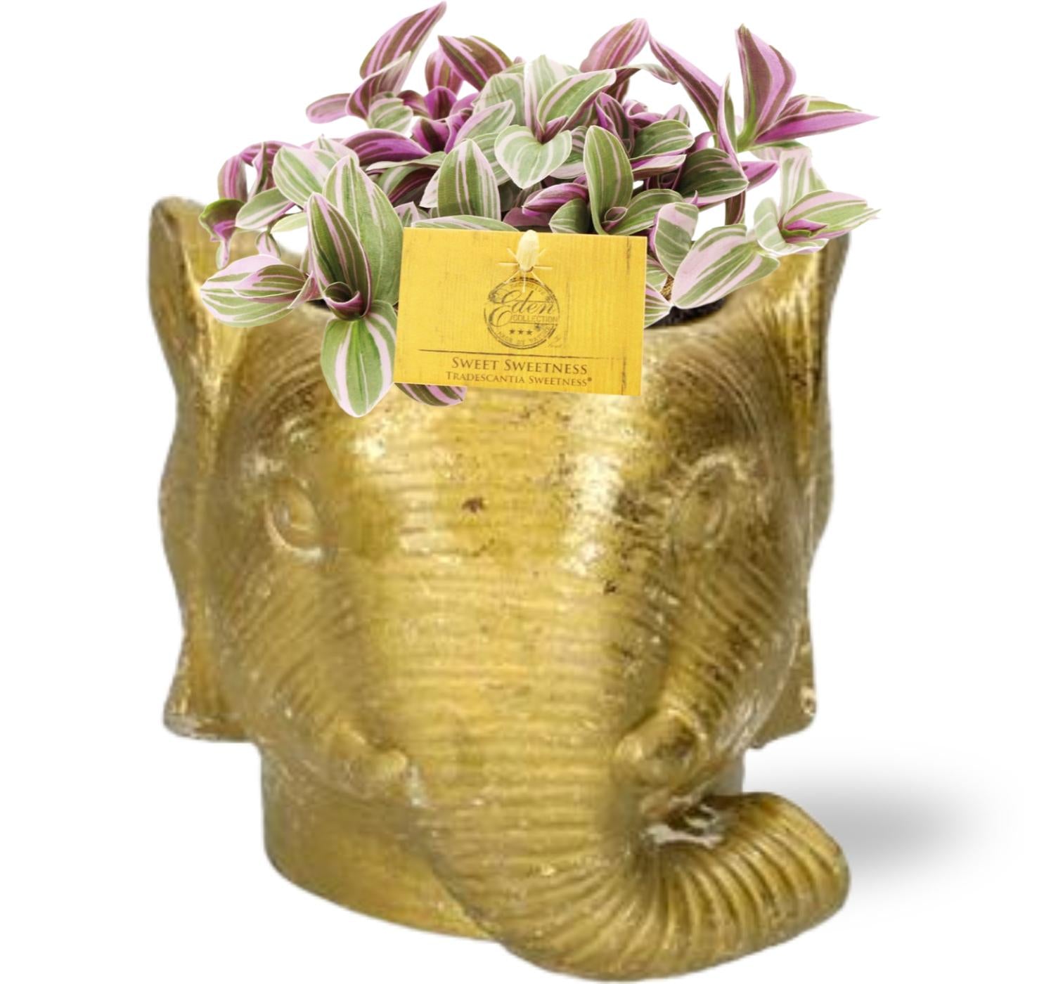 Tradescantia Sweetness, Ø10 cm,5 cm, 10 cm + Planter Olifant D11/12x10 cm, Gold