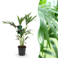 Howea Forsteriana, Kentia Palme, Wenig Pflege, Grün, 1 Pflanze, Topf 17 cm, 70-75 cm
