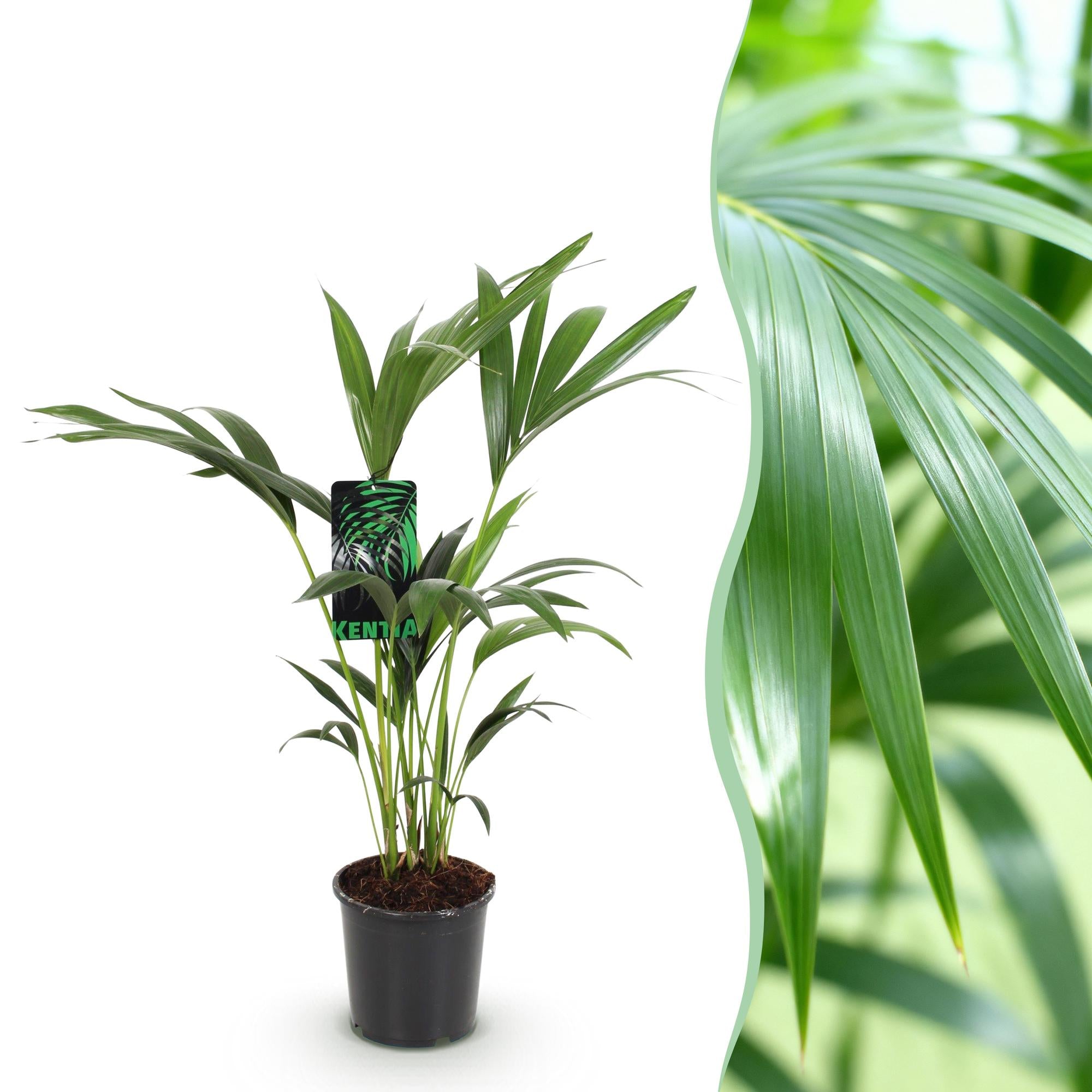 Howea Forsteriana, Kentia Palme, Wenig Pflege, Grün, 1 Pflanze, Topf 17 cm, 70-75 cm