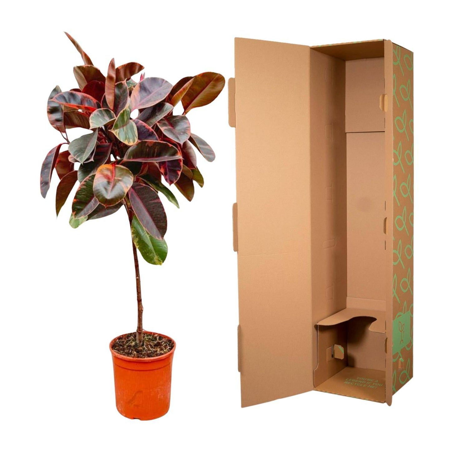 Ficus elastica 'Belize' auf Stamm – 130 cm – Ø24 - Botanic-Vibes