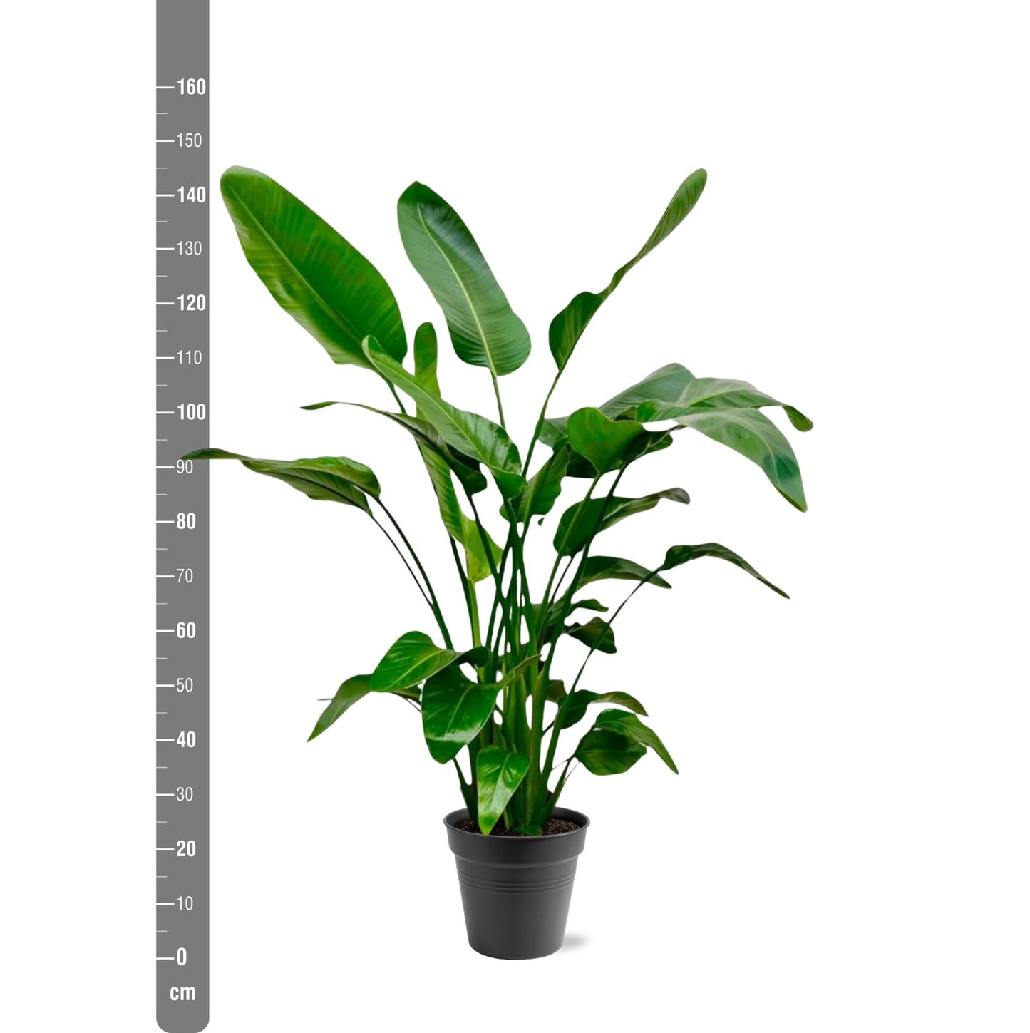 Strelitzia nicolai – 140 – 150cm – Ø24
