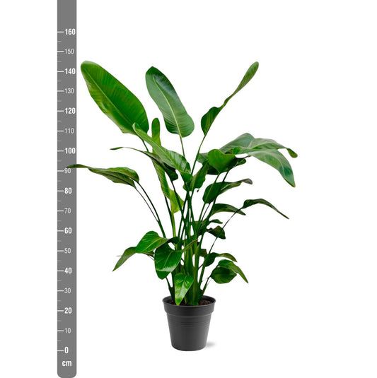 Strelitzia nicolai – 140 – 150cm – Ø24