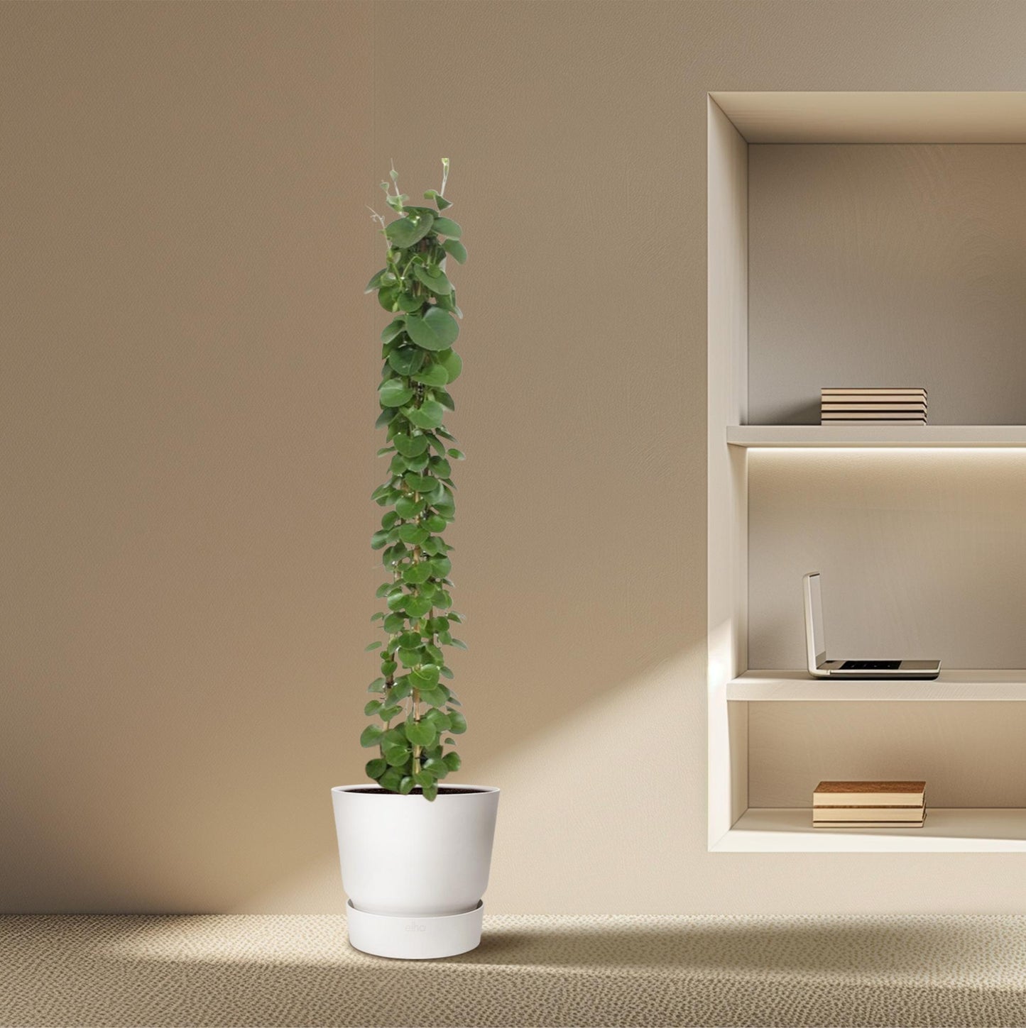 Cissus rotundifolia Pyramide – 160 cm – Ø27