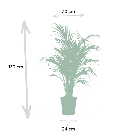 Areca – 130 cm – Ø24 + Yucca – 100 cm – Ø21