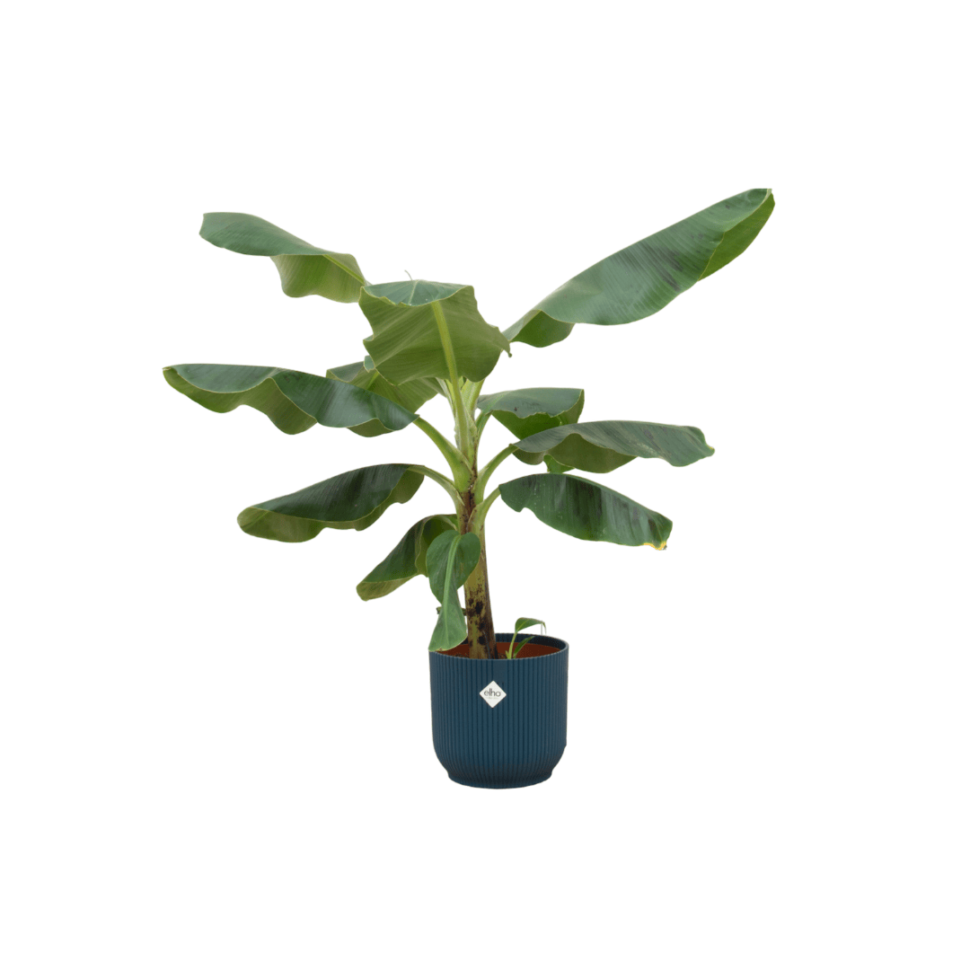 Combi deal - Bananenpflanze (Musa) inklusive elho Vibes Fold Round Blau Ø22 – 100 cm - Botanic-Vibes