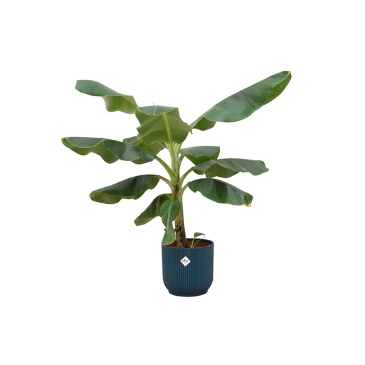 Combi deal - Bananenpflanze (Musa) inklusive elho Vibes Fold Round Blau Ø22 – 100 cm