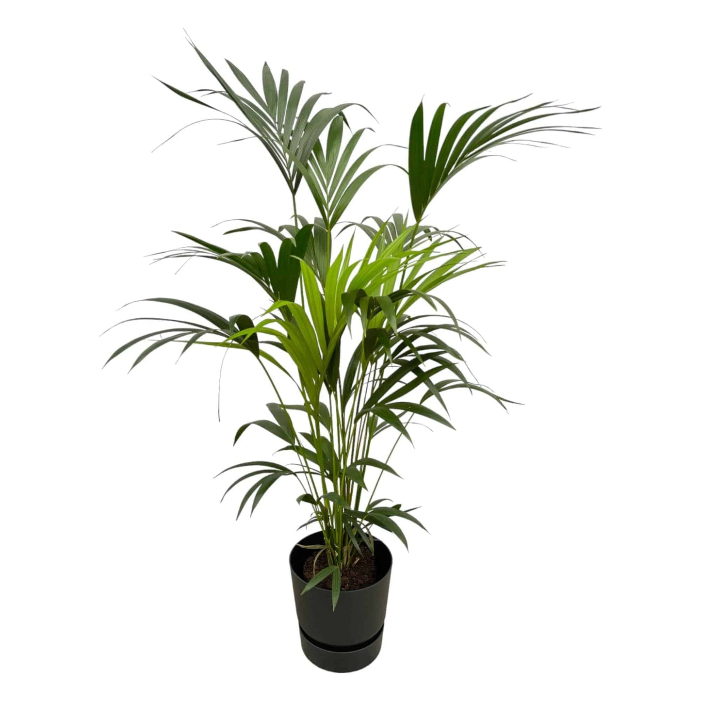 Kentia palm inklusive elho Greenville Round Schwarz – 160 cm – Ø30 - Botanic-Vibes