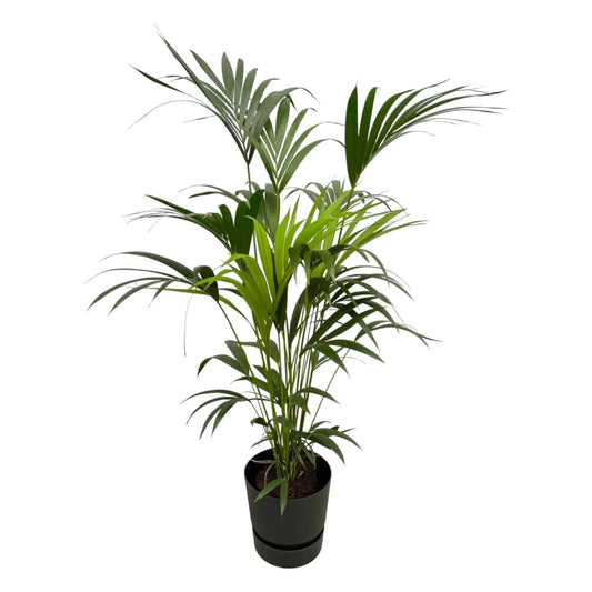 Kentia palm inklusive elho Greenville Round Schwarz – 160 cm – Ø30 - Botanic-Vibes