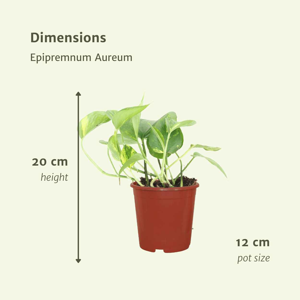 2x Epipremnum Aureum, Scindapsus, 20 cm, Ø12 cm