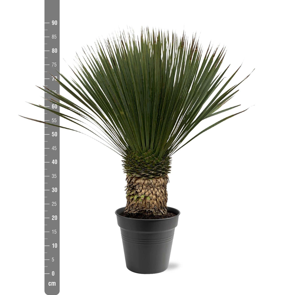 Yucca Rostrata – 80–100cm – Ø38 - Botanic-Vibes