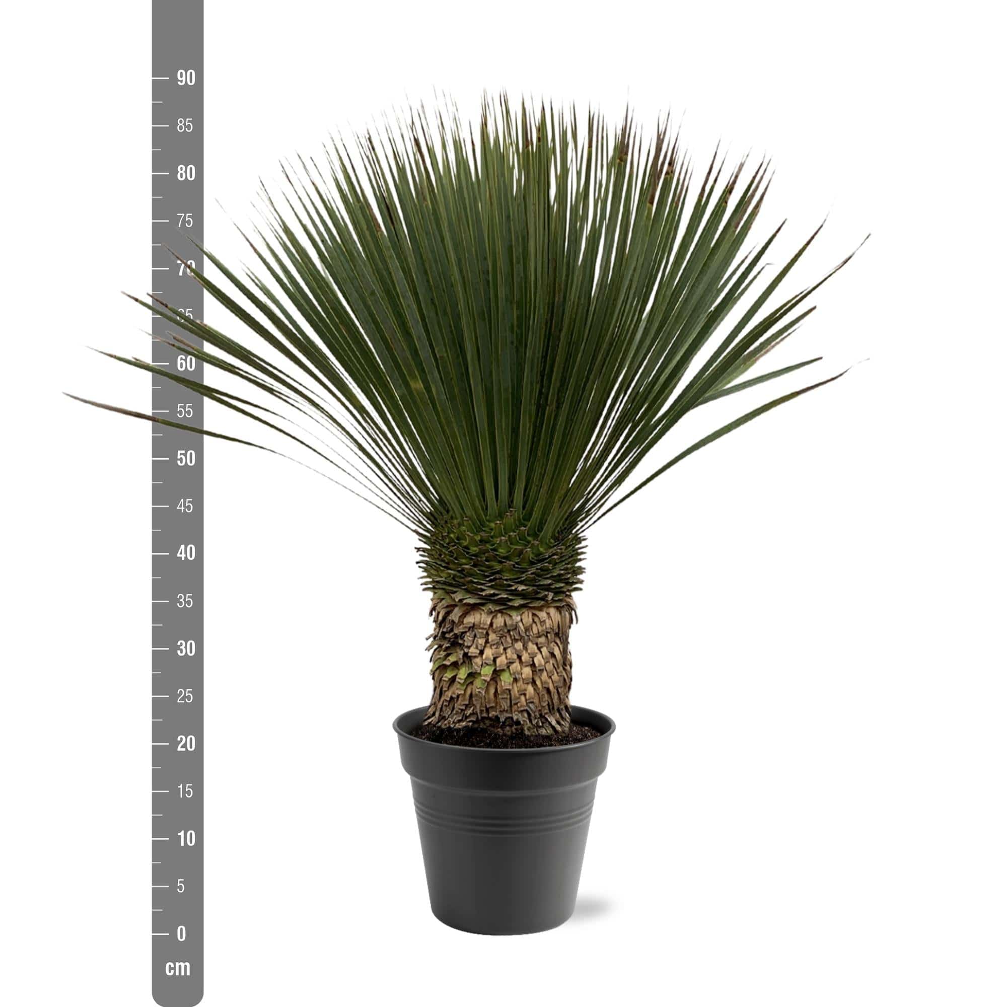 Yucca Rostrata – 80–100cm – Ø38 - Botanic-Vibes