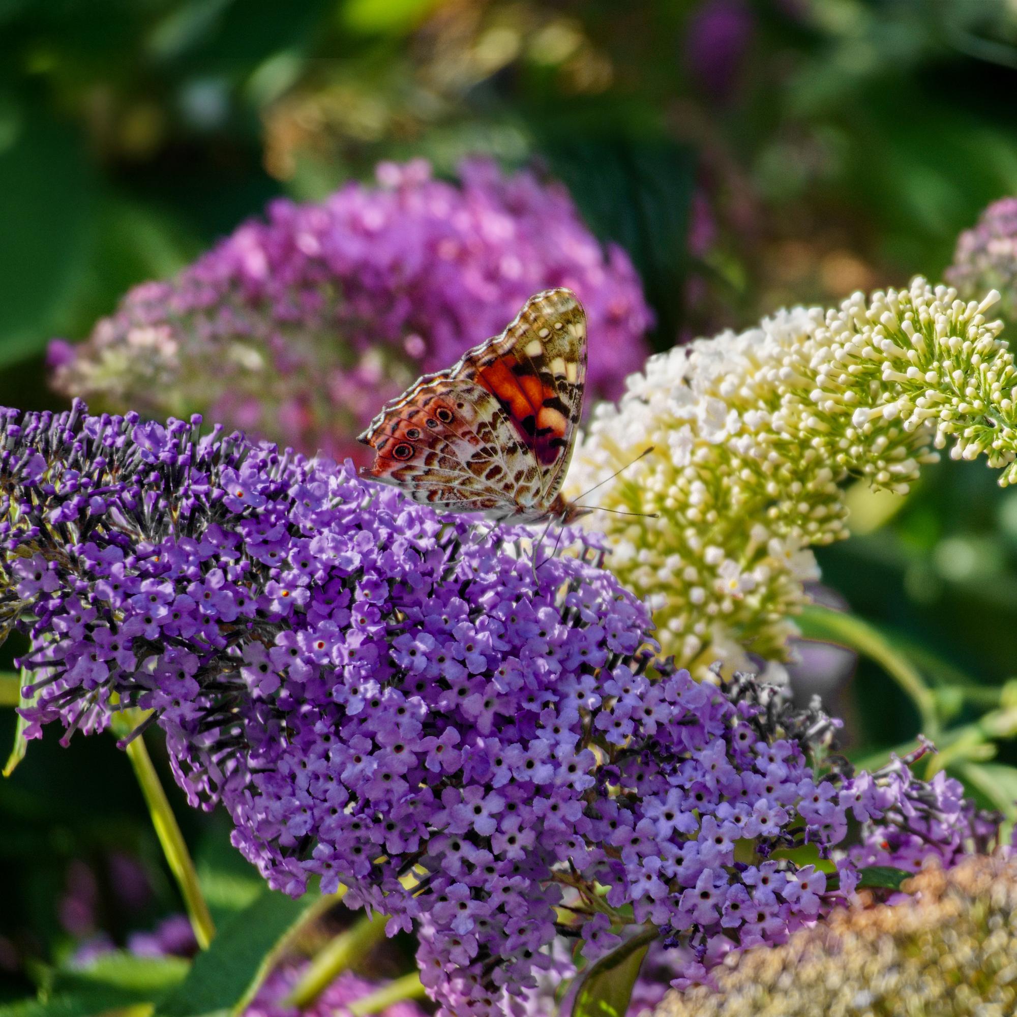 Schmetterlingsstrauch, Buddleja davidii Tricolour, Blüten Rosa, Weiß und Lila, 1 Pflanze, Laubabwerfend, Schmetterlingsanziehend, Topf 17 cm 30 cm