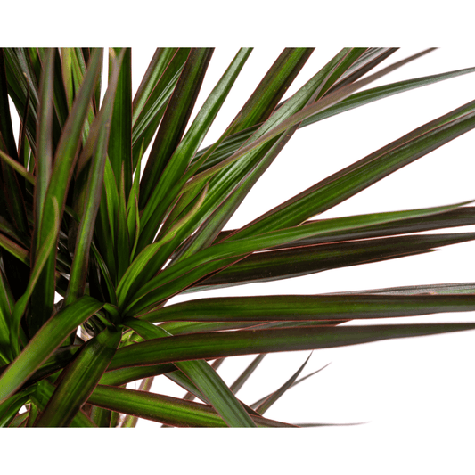 Dracaena Marginata Magenta Ø17cm - ↕50 - 70cm - Botanic-Vibes