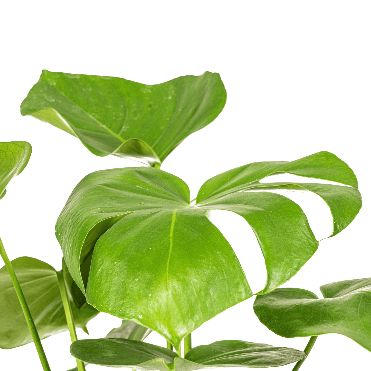 Monstera Deliciosa Tauerii Ø17cm - ↕50 - 70cm - Botanic-Vibes