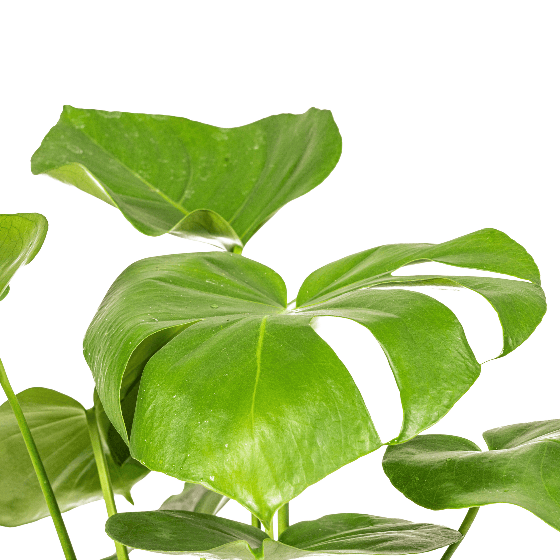 Monstera Deliciosa Tauerii Ø17cm - ↕50 - 70cm - Botanic-Vibes