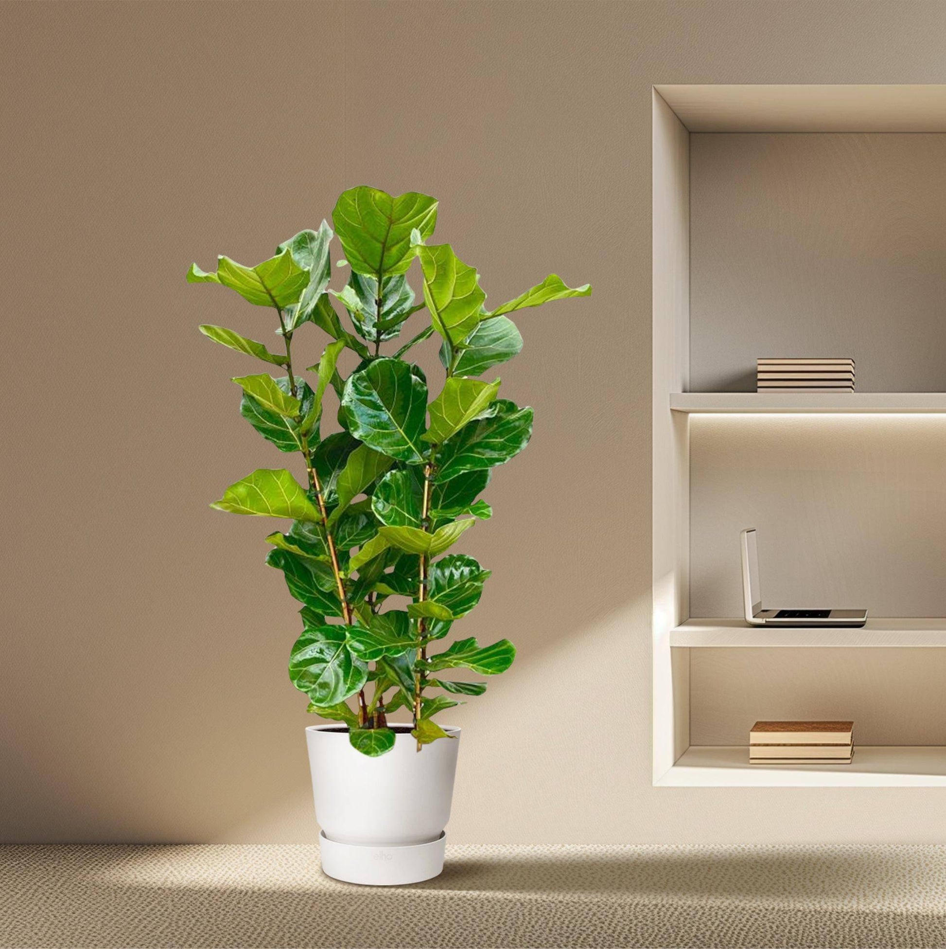 Ficus lyrata Strauch – 155 cm – Ø27 - Botanic-Vibes