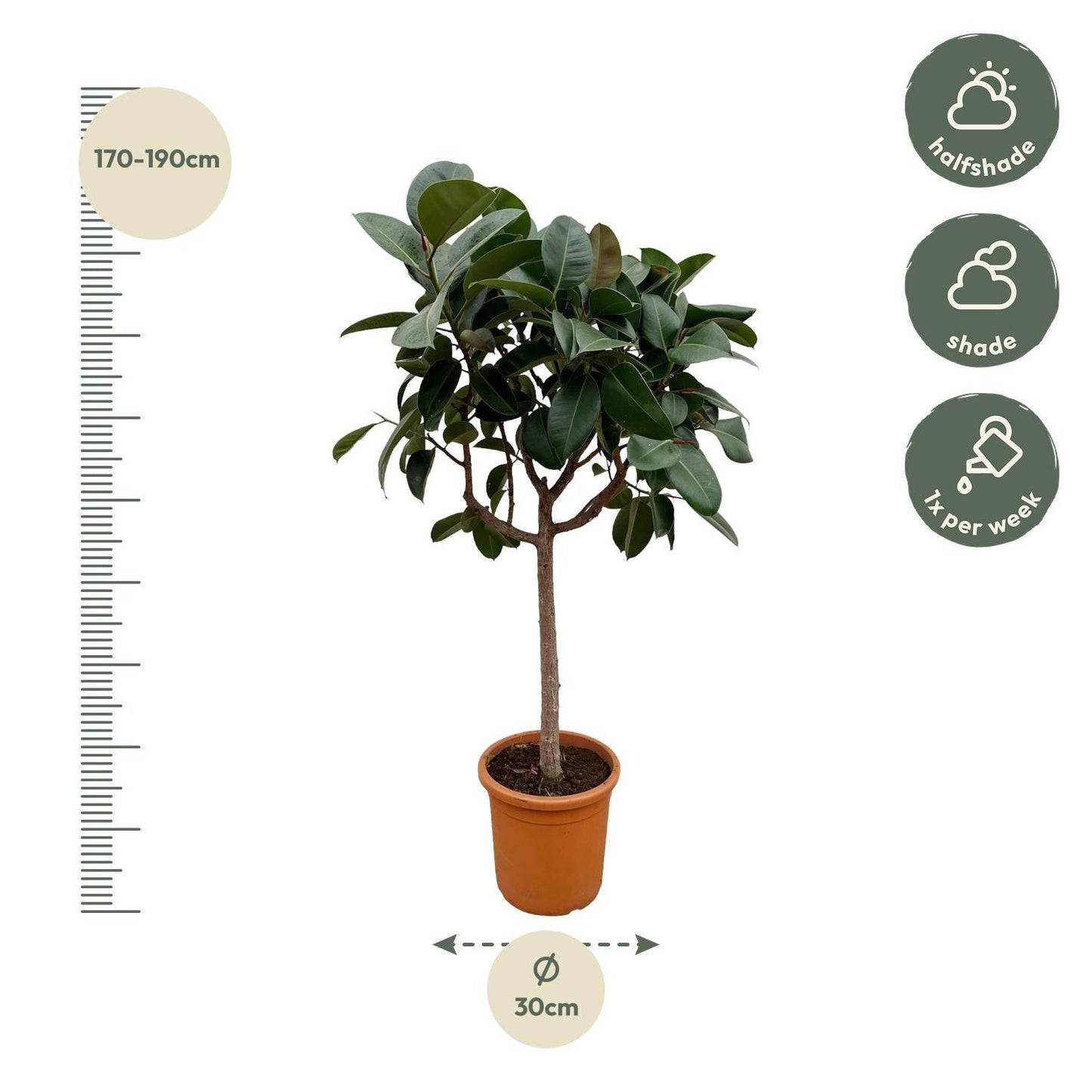 Ficus elastica 'Robusta' auf Stamm – 190 cm – Ø40 - Botanic-Vibes