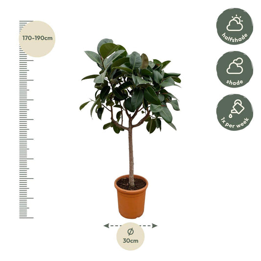 Ficus elastica 'Robusta' auf Stamm – 190 cm – Ø40 - Botanic-Vibes