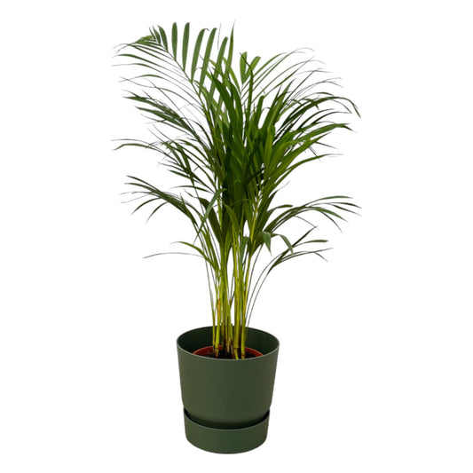Areca-Palme – 85 cm – Ø19 inklusive elho Greenville Round Grün D24×H23