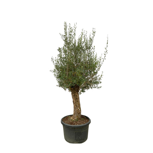 Olea europaea Bonsai – 250 cm – Ø65