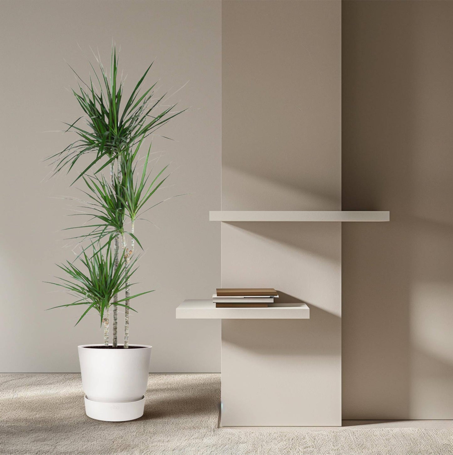 Dracaena Marginata – 160 cm – Ø24 - Botanic-Vibes