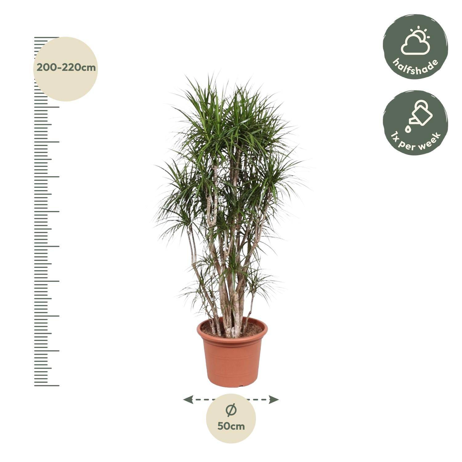 Dracaena Marginata verzweigt – 220 cm – Ø40 - Botanic-Vibes