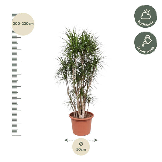 Dracaena Marginata verzweigt – 220 cm – Ø40 - Botanic-Vibes