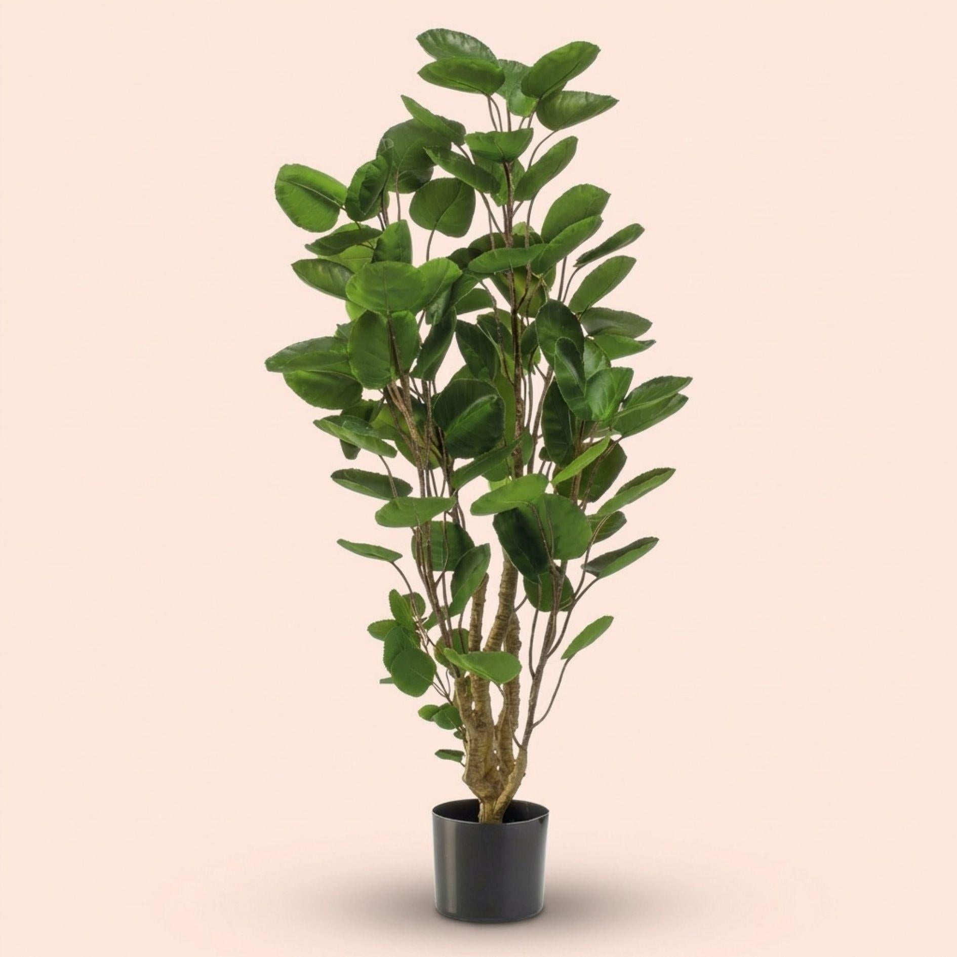 Kunstpflanze Polysciasbaum, 105 cm