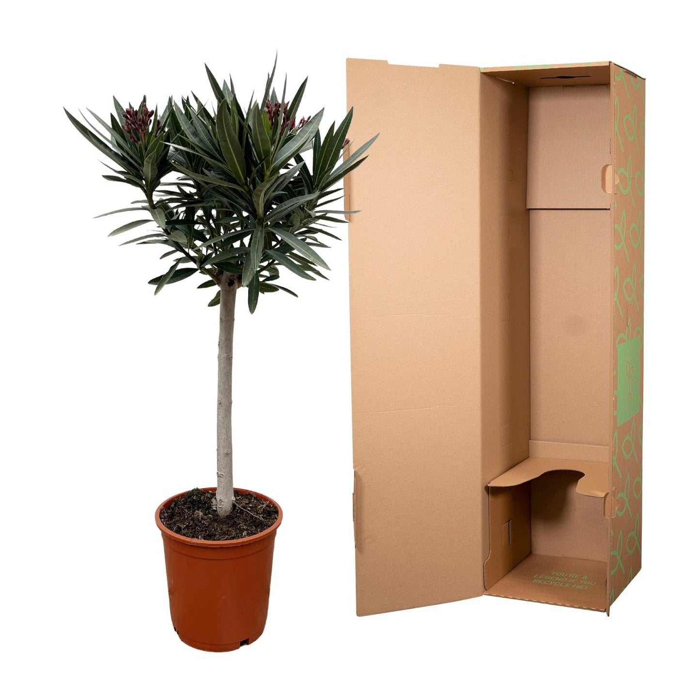 Nerium oleander auf Stamm mit roter Blüte – 90 cm – Ø22
