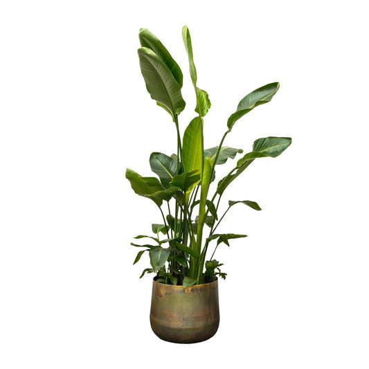 Strelitzia nicolai de luxe XXL – 250cm – Ø40