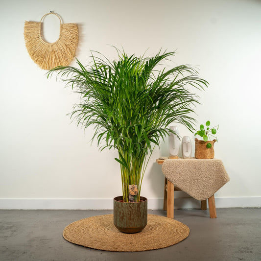 Areca-Palme – Ø21 cm – 110 cm