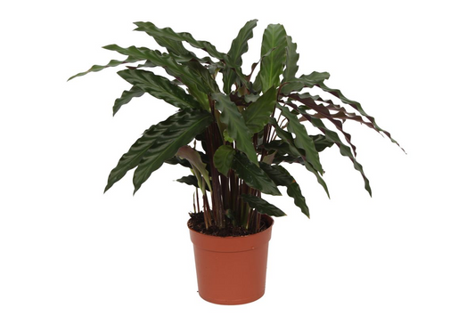 Calathea Elgergrass – 35 cm – ø12