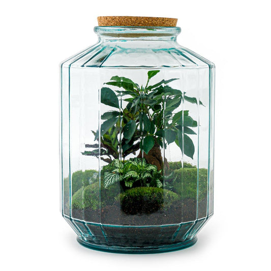 Flaschengarten – Botanischer Garten XL – 35 cm – Standardausführung