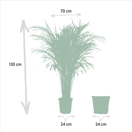 Areca mit Korb – 130 cm – Ø24