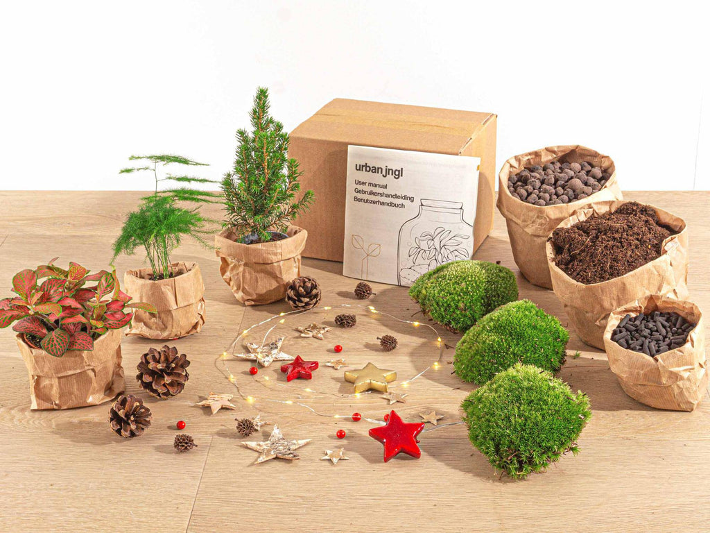 Terrarium-Set – Mini-Weihnachtsbaum – 3 Pflanzen – Nachfüllung & Starterset – DIY Weihnachten - Botanic-Vibes