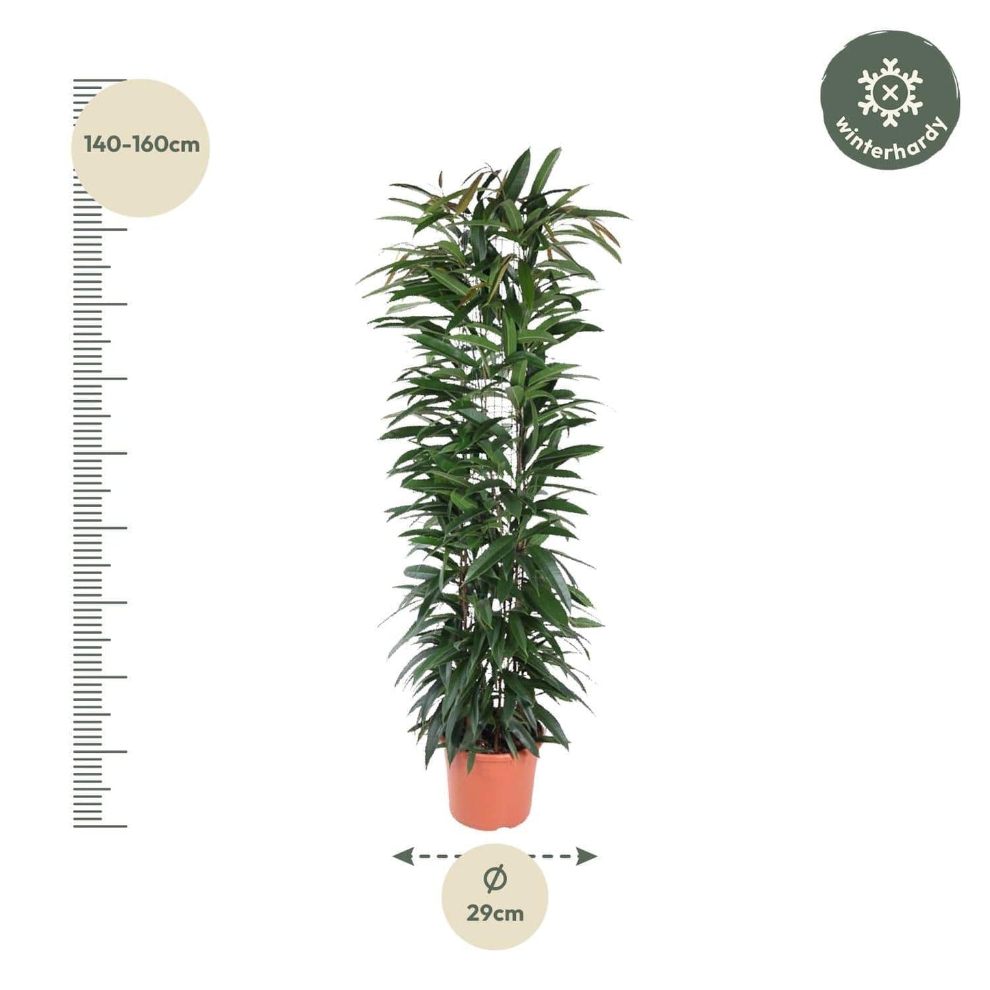 Ficus 'Alii King' Säule – 150 cm – Ø29 - Botanic-Vibes