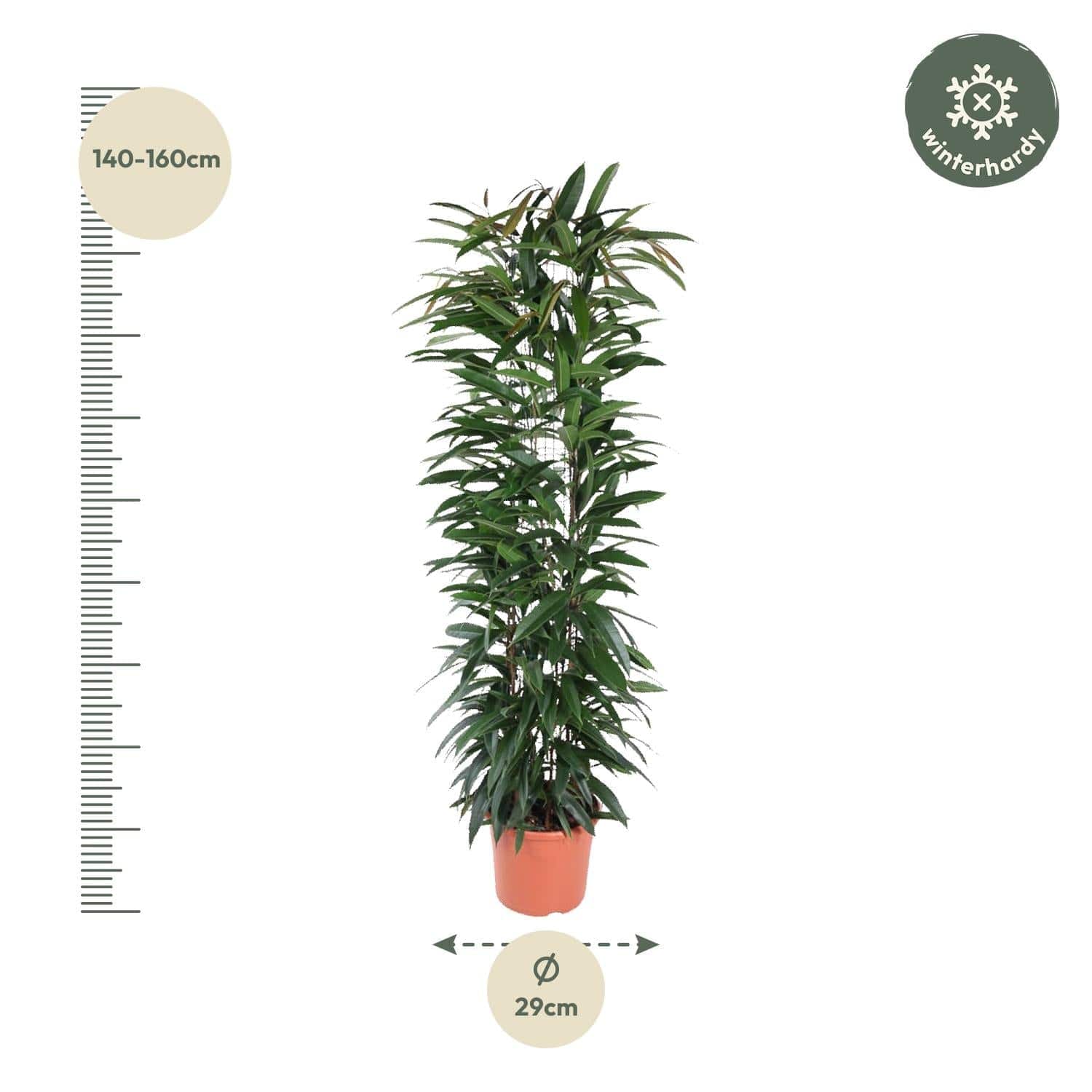 Ficus 'Alii King' Säule – 150 cm – Ø29 - Botanic-Vibes