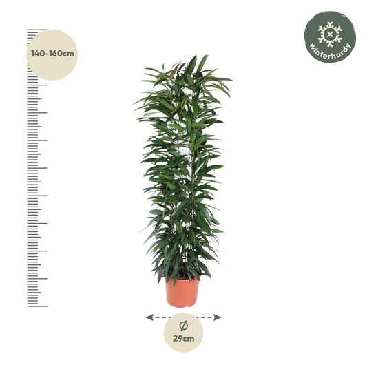 Ficus 'Alii King' Säule – 150 cm – Ø29 - Botanic-Vibes