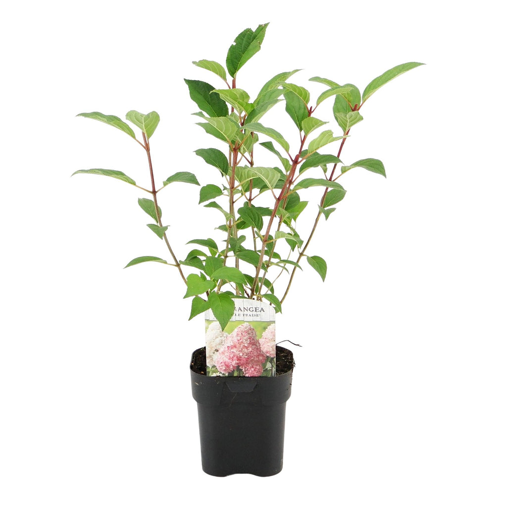 Rispenhortensie, Hydrangea panniculata Vanille Fraise, Blüte Weiß Rosa, 1 Pflanze, Laubabwerfend, Große Blumen, Topf 17 cm 50 cm