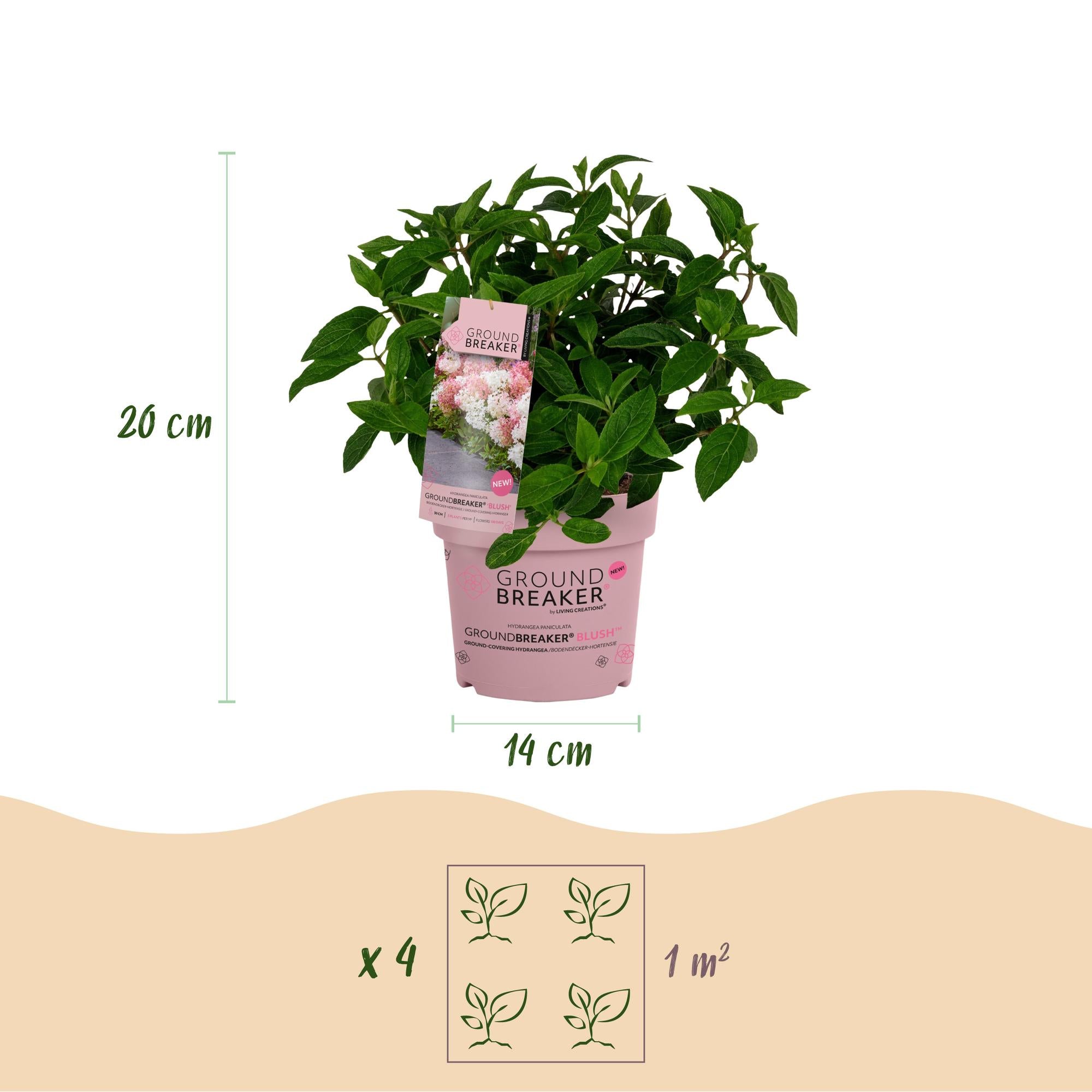 Hydrangea panniculata Groundbreaker Blush, Bauernhortensie, Winterhart, Rosa, 1 Pflanze, Topf 14 cm, 20-25 cm