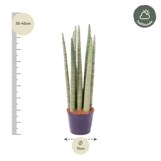 Sansevieria cylindrica 'Spaghetti' – 40 cm – Ø10,5