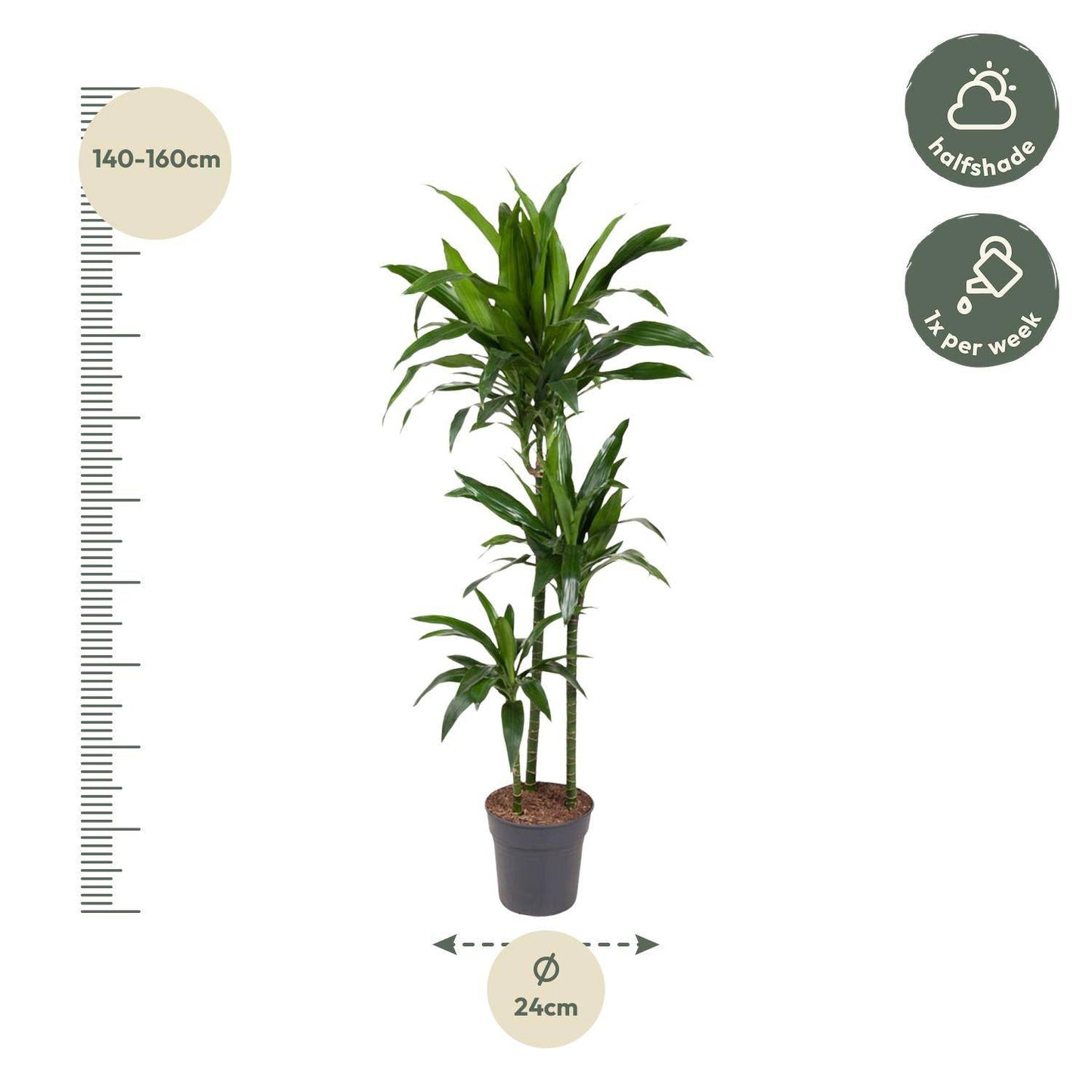 Dracaena janet craig – 150 cm – ø24 - Botanic-Vibes