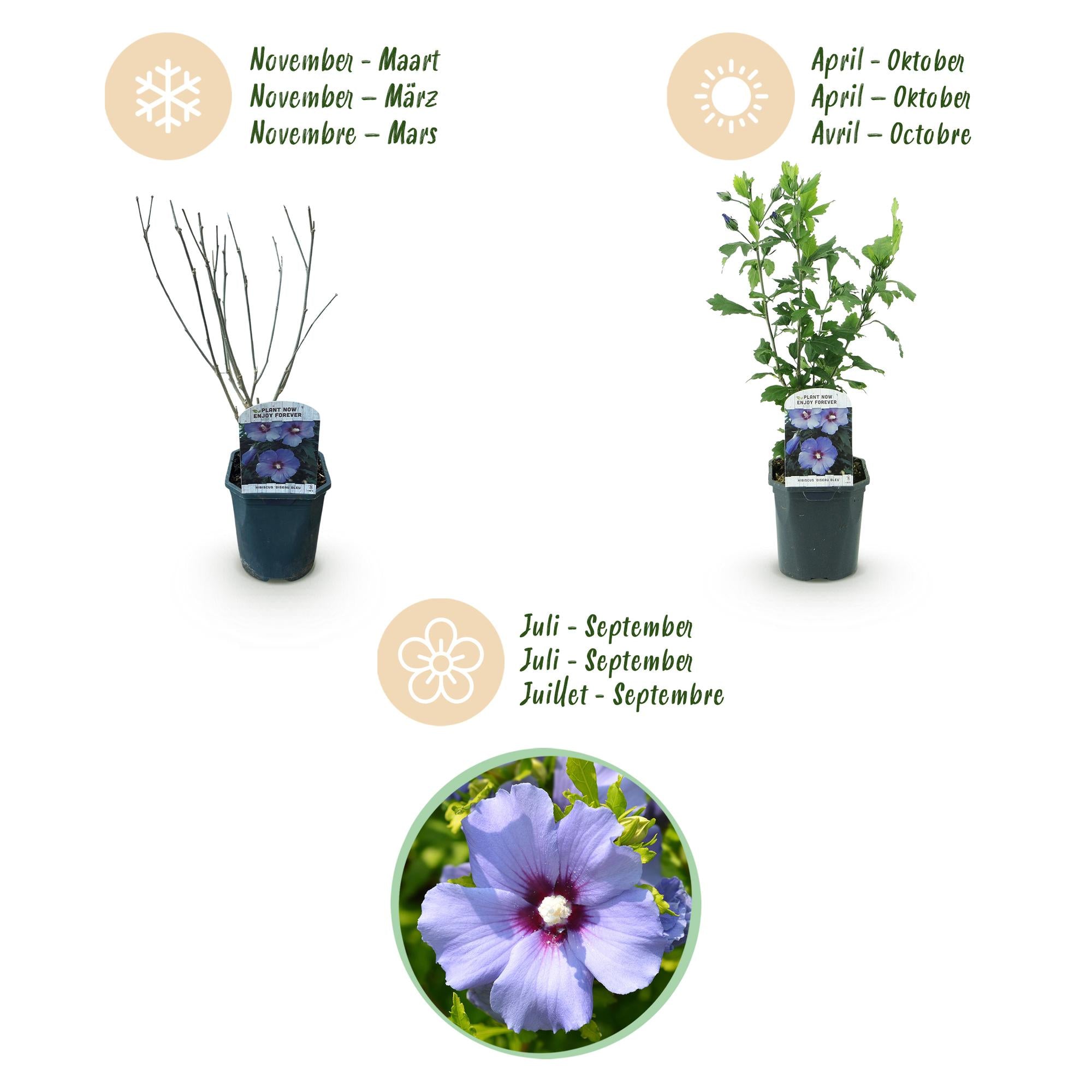 Sträucher, Hibiscus syriacus Oiseau Blau, Blüte Blau, 1 Pflanze, Laubabwerfend, Wenig Pflege, Topf 17 cm 45 cm