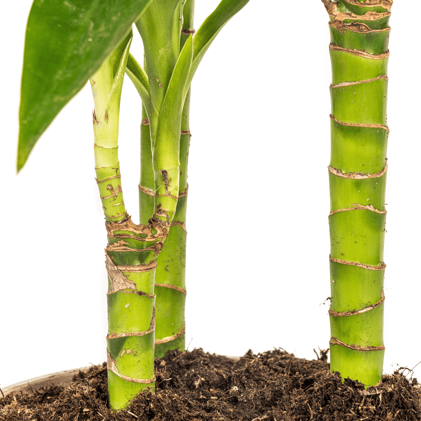Dracaena Deremensis Lisa Ø21cm - ↕90 - 110cm - Botanic-Vibes
