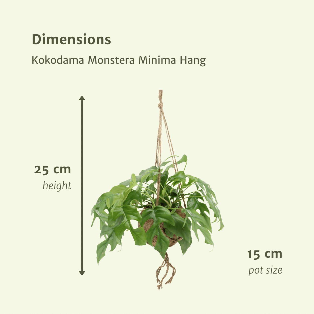 Kokodama Monstera Minima Hang (Lochpflanze), 2 Stücke, Ø15 cm, 25 cm