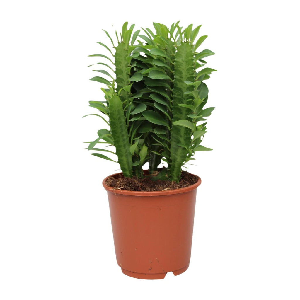 Euphorbia Trigona, Ø12 cm, 40 cm